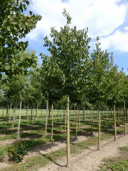 Baum-Hasel / Türkische Hasel / Corylus colurna