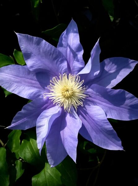 Waldrebe Clematis 'Mrs. James Mason' mit großer violettblauer Blüte und cremefarbenen Staubgefäßen, Nahaufnahme