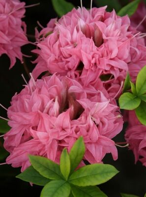 Laubabwerfende Azalee 'Homebush' - Azalea luteum 'Homebush' (Knap-Hill)
