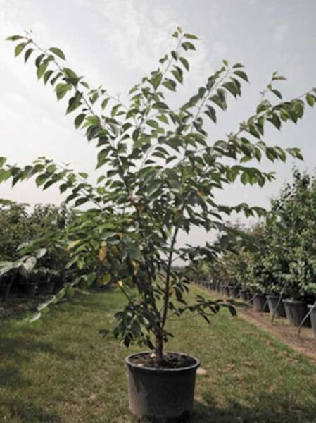 Prunus 'Accolade' / Frühe Zierkirsche 'Accolade' / Frühlingskirsche 'Accolade'