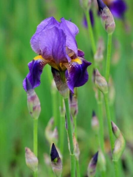 Hohe Schwertlilie 'Alcazar' / Iris barbata-Elatior 'Alcazar'