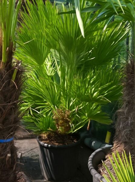 Kompakte Zwerg-Palme „Vulcano“ (Chamaerops humilis 'Vulcano') im Topf, dichtes grünes Fächerlaub, 60–80 cm, C25