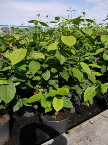 Sinocalycalycanthus raulstonii 'Hartlage Wine' / Gewürzstrauch 'Hartlage Wine' im Container C20, grünes Laub, 125-150 cm
