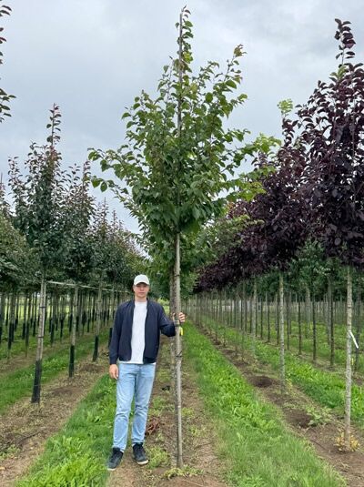 Prunus sargentii 'Charles Sargent' / Scharlach-Kirsche 'Charles Sargent' Hochstamm 14-16 StU mit Drahtballen, Baum in Baumschule