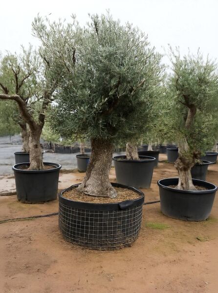 Olea europaea (Olivenbaum) Halbstamm 30-40 STU C240 im Topf mit dichtem, silbrig-grünem Laub und kräftigem Stamm