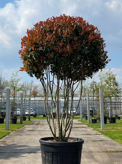 Glanzmispel 'Red Robin' 200-250 cm Schirmform mehrstämmig / Photinia fraseri 'Red Robin Schirmform' (876152)