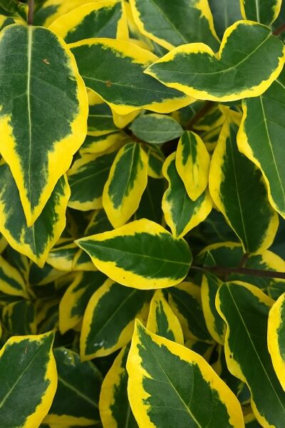 Wintergrüne Ölweide &#039;Gilt Edge&#039; / Elaeagnus ebbingei &#039;Gilt Edge&#039;