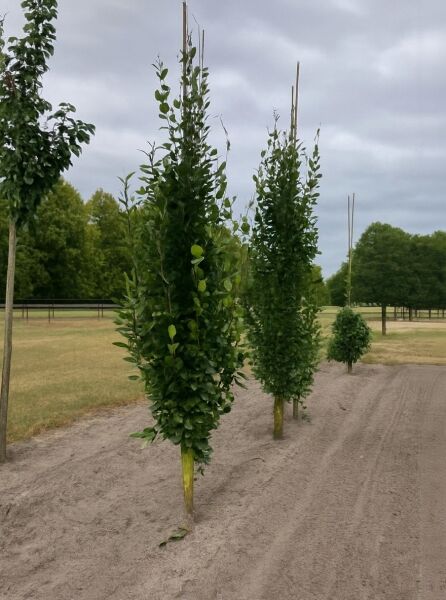 Grünlaubige Säulenbuche Iskander (Fagus sylvatica 'Iskander'), Heister 14-16 STU, mit Drahtballen, aufrecht wachsend.