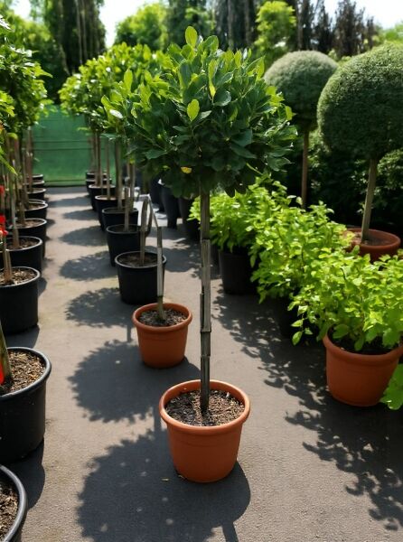 Laurus nobilis „Kugel auf Stamm“ (Echter Küchenlorbeer) als Hochstamm mit kugeliger Krone im Topf, C20, 100 cm Stamm