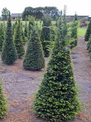 Heimische Eibe 'Kegel' - Taxus baccata 'Kegel' - Baumschule NewGarden