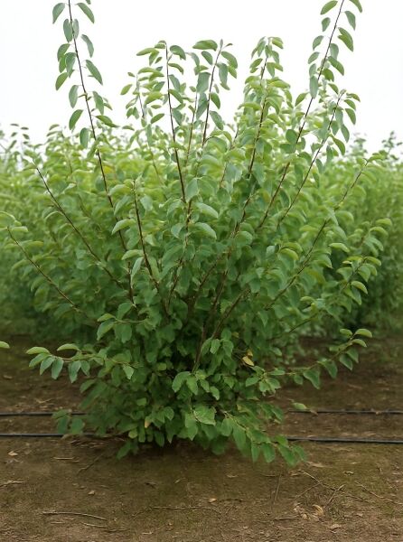 Kupfer-Felsenbirne (Amelanchier lamarckii) Solitär 200–250 cm m. Db., mehrstämmiger Strauch mit grünem Laub