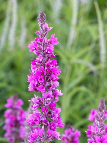 Blut Weiderich 'J.S. Pink Blush ®' / Lythrum salicaria 'J.S. Pink Blush ®'