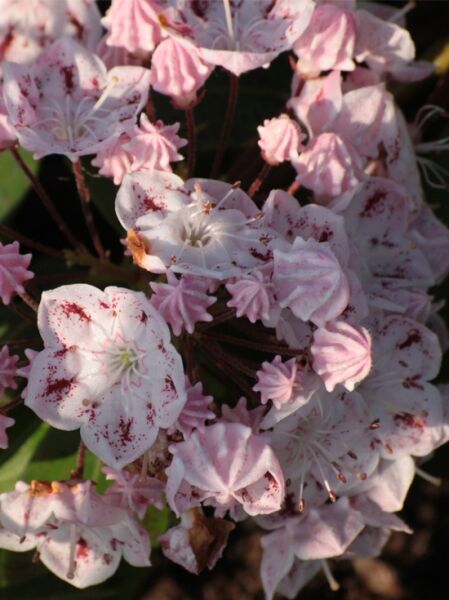Kalmia latifolia 'Tofka' / Lorbeerrose 'Tofka' / Berglorbeer 'Tofka'