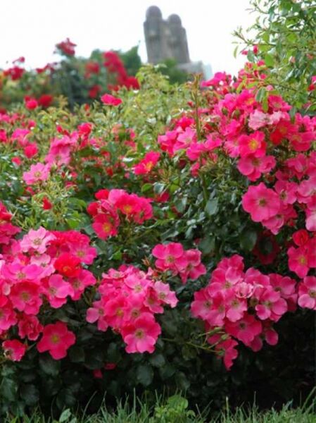Bodendeckerrose 'Stadt Rom' / Rosa 'Stadt Rom ®'