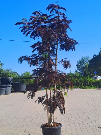 Seidenbaum 'Chocolate Fountain' 250-300 cm - Albizia julibrissin 'Chocolate Fountain' (1577101)