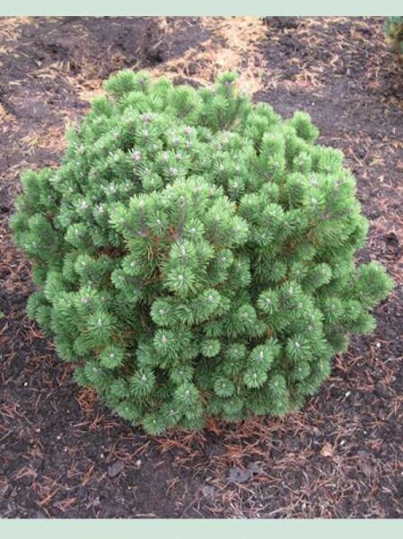 Pinus mugo 'Mops' / Kugel-Kiefer 'Mops'