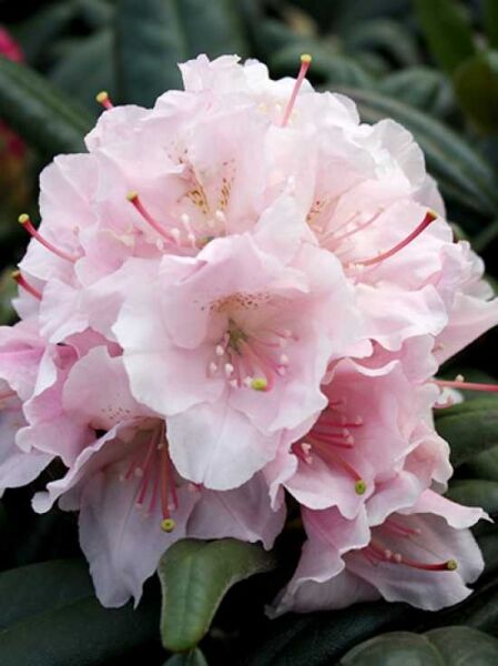 Rhododendron yakushimanum 'Yours Truly' / Rhododendron 'Yours Truly'