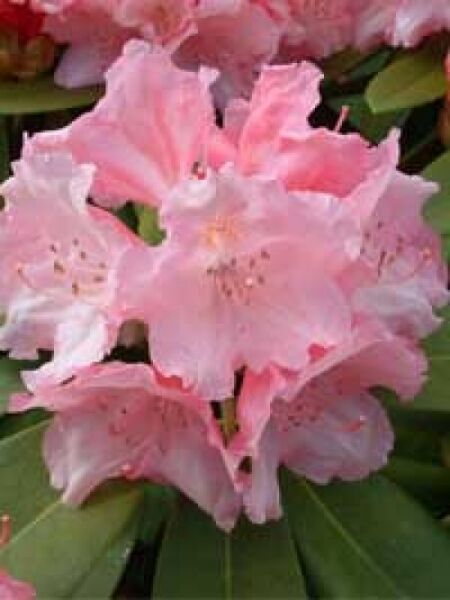 Rhododendron yakushimanum 'Doc' / Rhododendron 'Doc'