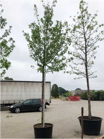 Liquidambar styraciflua 'Worplesdon' / Amberbaum 'Worplesdon' Hochstamm 20-25 StU im Container, Baum mit Stamm und Krone