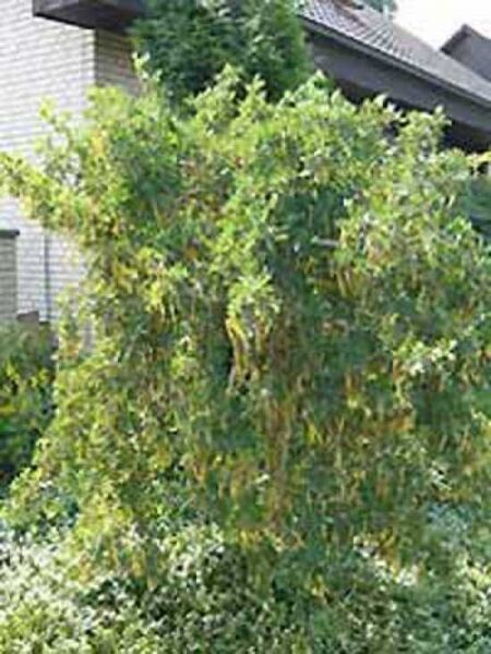Caragana arborescens / Gewöhnlicher Erbsenstrauch