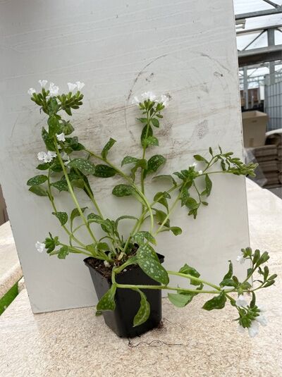 Lungenkraut 'Ice Ballet' - Pulmonaria saccharata 'Ice Ballet'