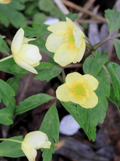 Bastard-Busch-Windröschen / Leipziger Busch-Windröschen / Bastard-Busch-Windröschen / Leipziger Busch-Windröschen