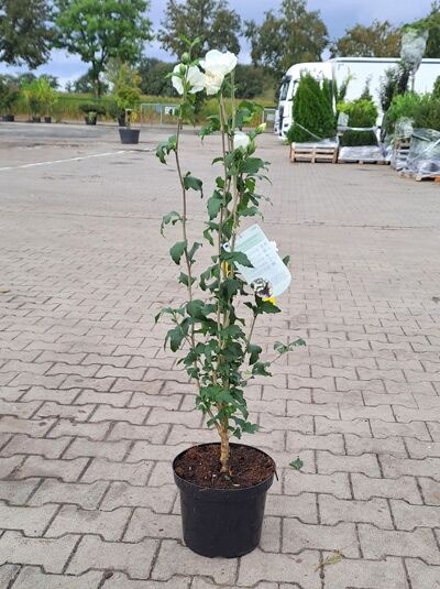 Garten-Eibisch (Hibiscus syriacus) 'White Chiffon' 40-60 cm C5 im Topf, schlanker Strauch mit weißen Blüten und Blattwerk.