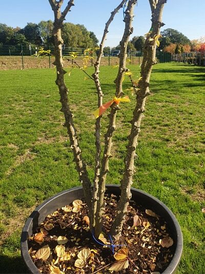 Szechuan Pfeffer 'Schirmform' 300-350 cm (546243) - Zanthoxylum simulans