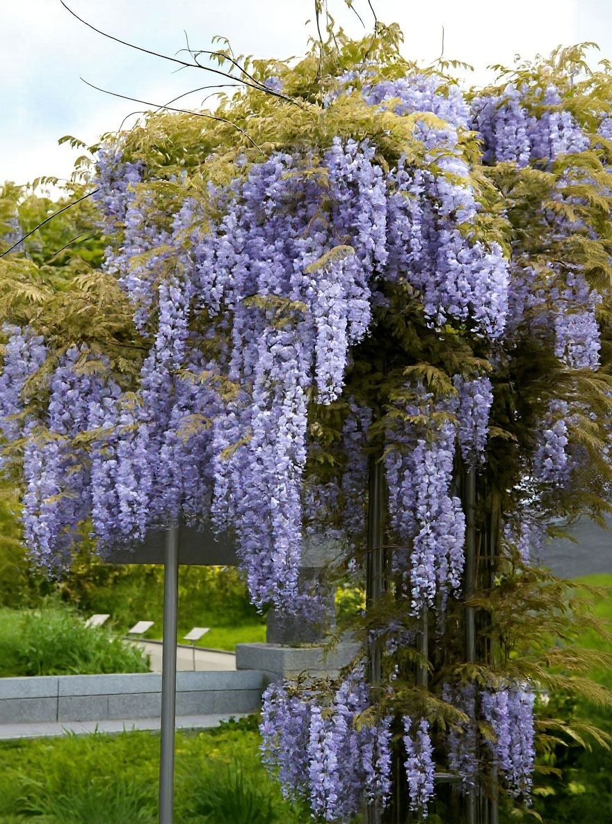 Chinesischer Blauregen 'Prolific' - Wisteria sinensis 'Prolific' -  Baumschule NewGarden