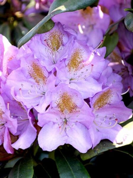 Rhododendron Hybride 'Blutopia' / Rhododendron 'Blutopia'