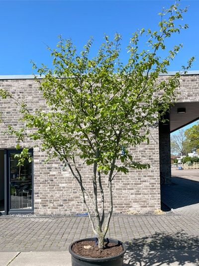 Eisenholzbaum 'Bella' merhstämmig 200-250 cm / Parrotia persica 'Bella' Schirmform (876204)