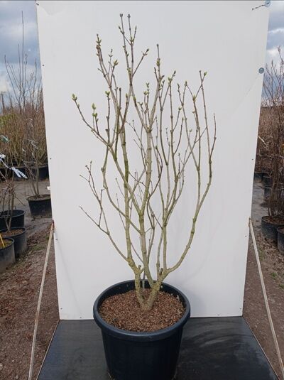 Gartenflieder / Gewöhnlicher Flieder / Edelflieder 'Madame Lemoine' - Syringa vulgaris 'Madame Lemoine'