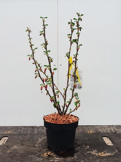 Blut-Johannisbeere 'King Edward VII' / Ribes sanguineum 'King Edward VII'