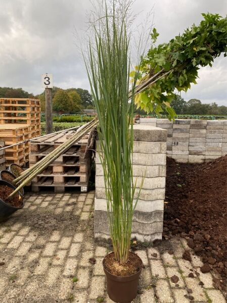 Panicum virgatum 'Northwind' / Riesen-Rutenhirse 'Northwind' C7.5 im Topf, aufrecht wachsendes Ziergras mit feinen Rispen
