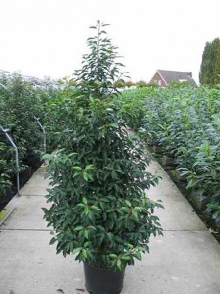 Portugiesischer Kirschlorbeer / Portugiesischer Kirschlorbeer