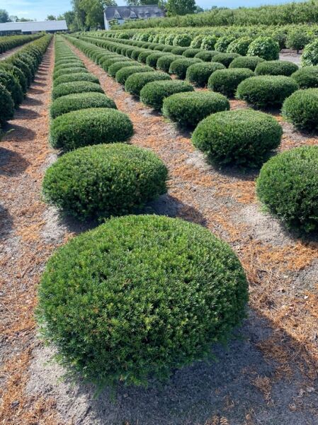 Taxus baccata 'Kugel', Heimische Eibe als flache Kugel, 100–120 cm breit, dicht verzweigt im Feldanbau.