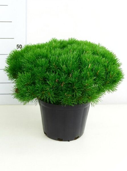 Pinus mugo pumilio (Zwerg-Kiefer) im Topf, 60–80 cm breit, Container C25, dichtes grünes Nadelpolster in Kugelform