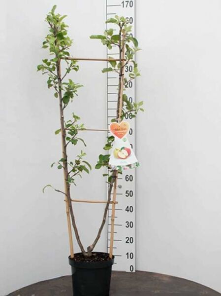 Apfel 'Jonagold' (Malus domestica 'Jonagold') Spalier in U-Form, im Topf C7, mit Rankstäben und Etikett.