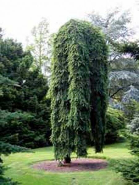 Picea abies 'Inversa' / Hänge-Fichte 'Inversa'