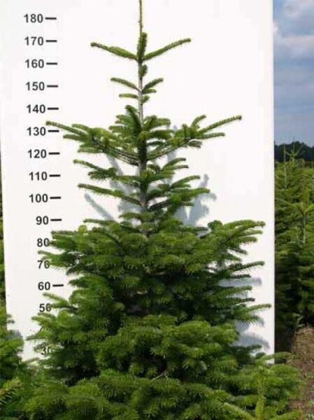 Abies nordmanniana / Nordmanns-Tanne / Kaukasus-Tanne