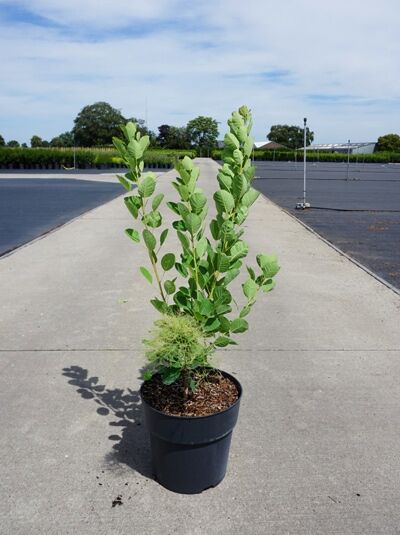 Perückenstrauch Cotinus coggygria 'Young Lady' 60-80 cm C5, mehrtriebige Jungpflanze im Topf mit grünem Laub.