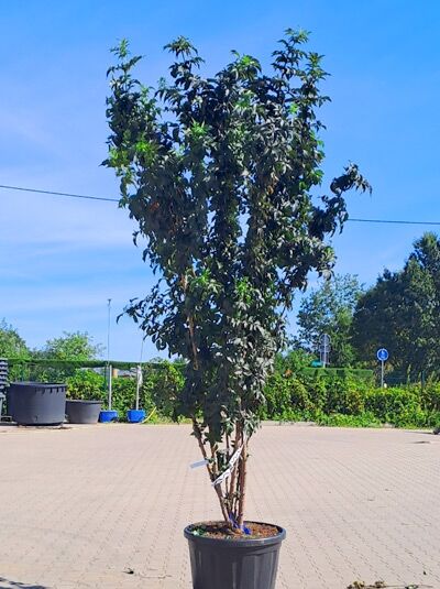 Schwarzer Säulenholunder 'Black Tower ®' 300-350 cm mehrstämmig / Sambucus nigra 'Black Tower ®' (1577142)