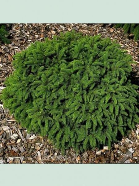 Nest-Fichte / Picea abies 'Nidiformis'