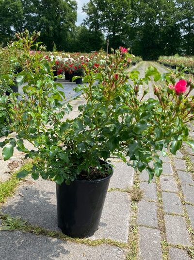 Bodendeckerrose Heidetraum (Rosa 'Heidetraum ®') im Topf C5, grüne Triebe mit Knospen und pinken Blüten.
