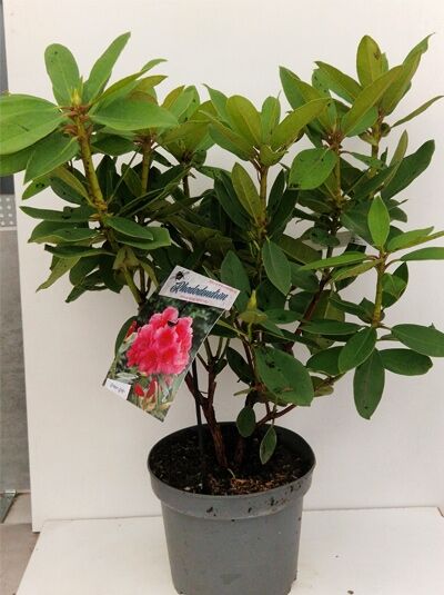 Rhododendron Hybride 'Anna Rose Whitney' (Rhododendron 'Anna Rose Whitney') 30-40 cm C5, grüner Strauch im Topf mit Etikett