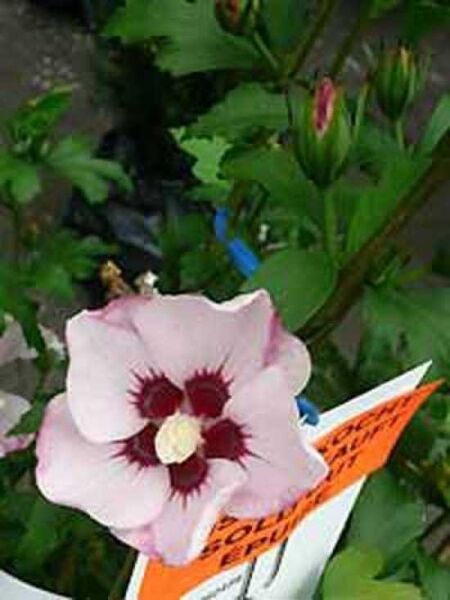 Garten-Eibisch 'Mathilda' / Strauch-Eibisch 'Mathilda' / Hibiscus syriacus 'Mathilda'