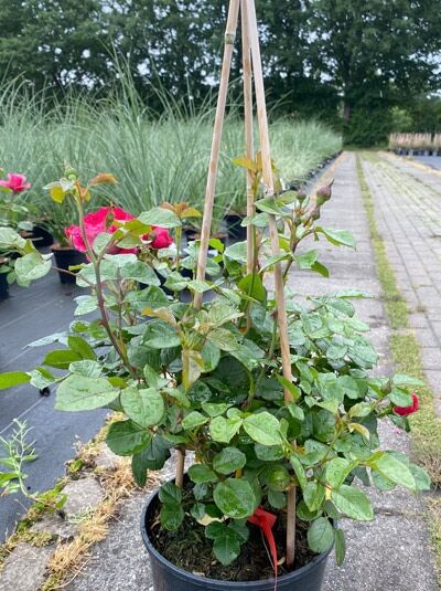 Rosa 'Deep Love' / Edelrose 'Deep Love' C5 im schwarzen Pflanztopf mit grünen Blättern und kräftig pinken Blütenknospen.