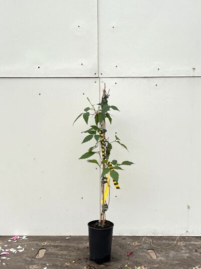 Clematis montana 'Warwickshire Rose' (Anemonen-Waldrebe) Kletterpflanze im Topf, 80–100 cm, C2