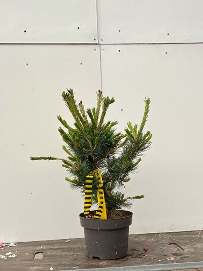 Pinus parviflora 'Glauca' / Blaue Mädchen-Kiefer 30-40 cm C3 im Topf, kompakter Wuchs mit blaugrünen Nadeln