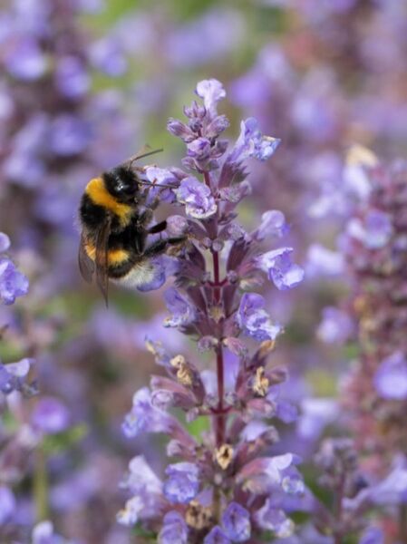 Nepeta hybridum Poseidon  /